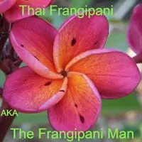 Dennis Schmidt (Thai Frangipani-The Frangipani Man) facebook profile