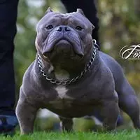 Jay Mendoza (Certified Skullnbone Bullyz) facebook profile