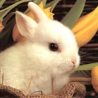 Jennifer Mayo (White Rabbit) facebook profile